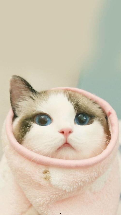 娱乐吃瓜酱猫尾巴,揭秘娱乐圈那些不为人知的幕后故事