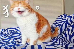 娱乐吃瓜酱猫尾巴,揭秘娱乐圈那些不为人知的幕后故事